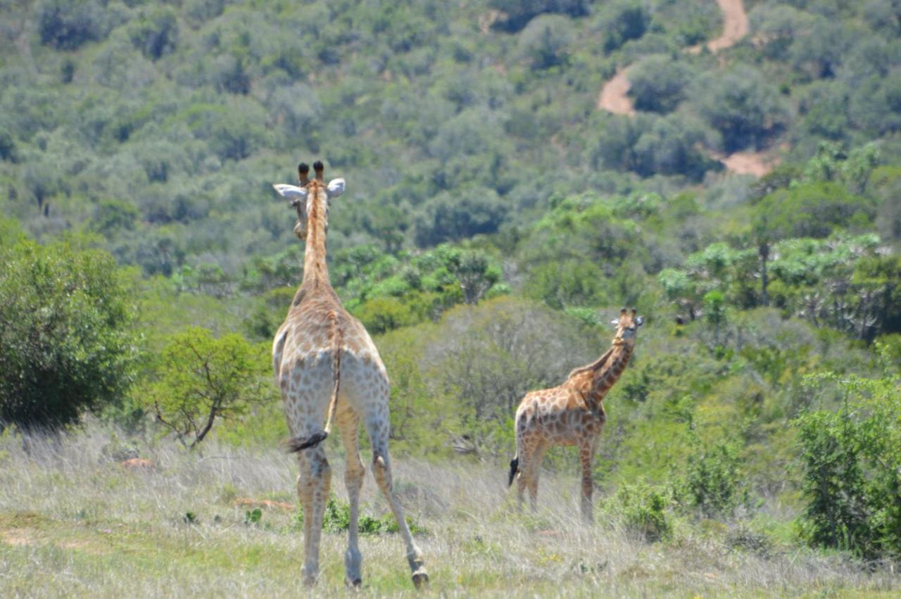 African Safari Lodge Grahamstown Exterior photo