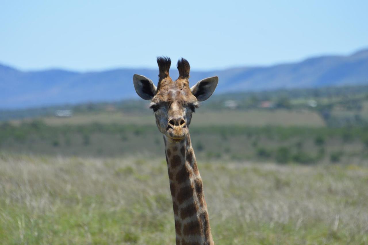 African Safari Lodge Grahamstown Exterior photo